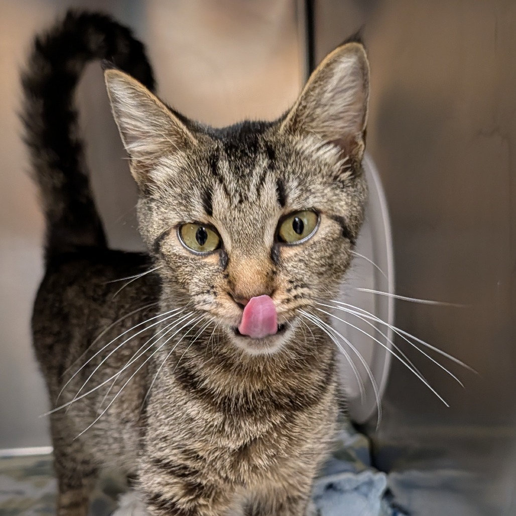 Taz, an adoptable Domestic Short Hair in Thomaston, ME, 04861 | Photo Image 2