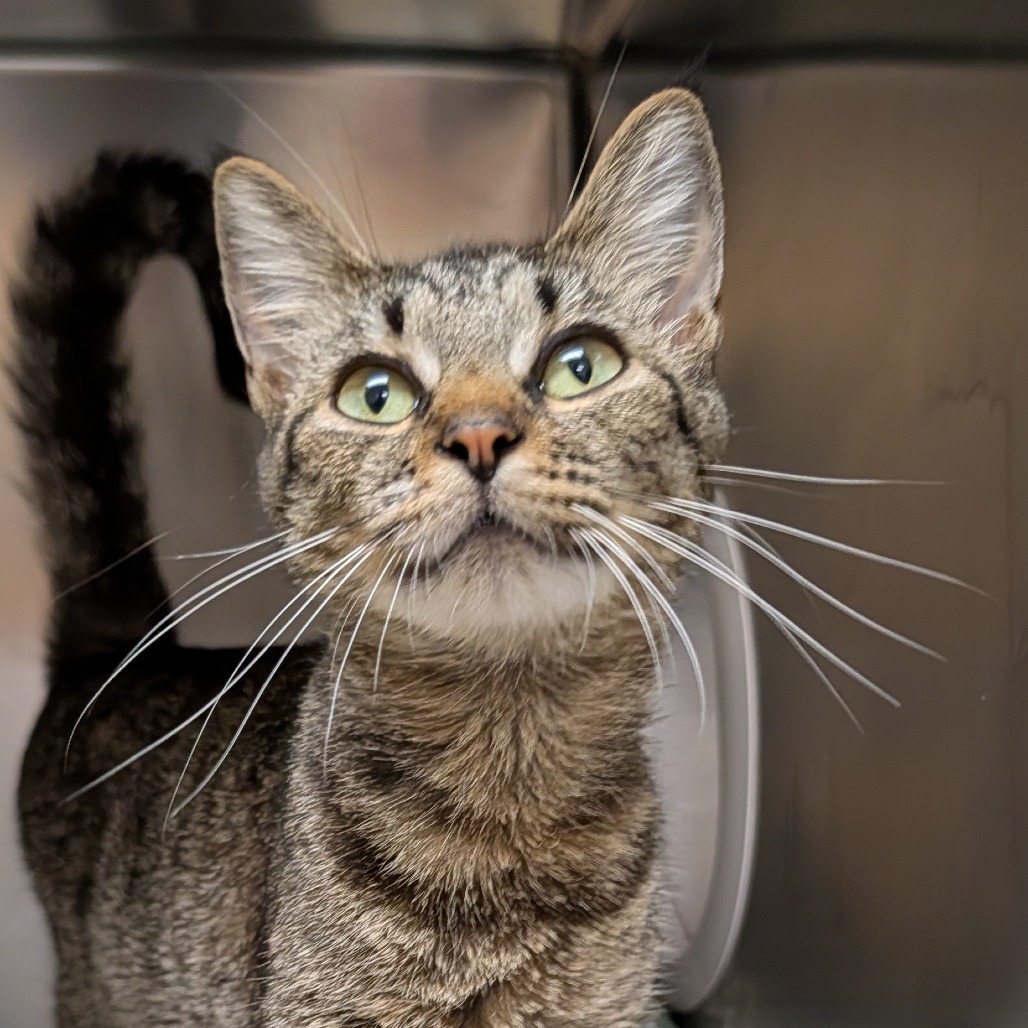 Taz, an adoptable Domestic Short Hair in Thomaston, ME, 04861 | Photo Image 3