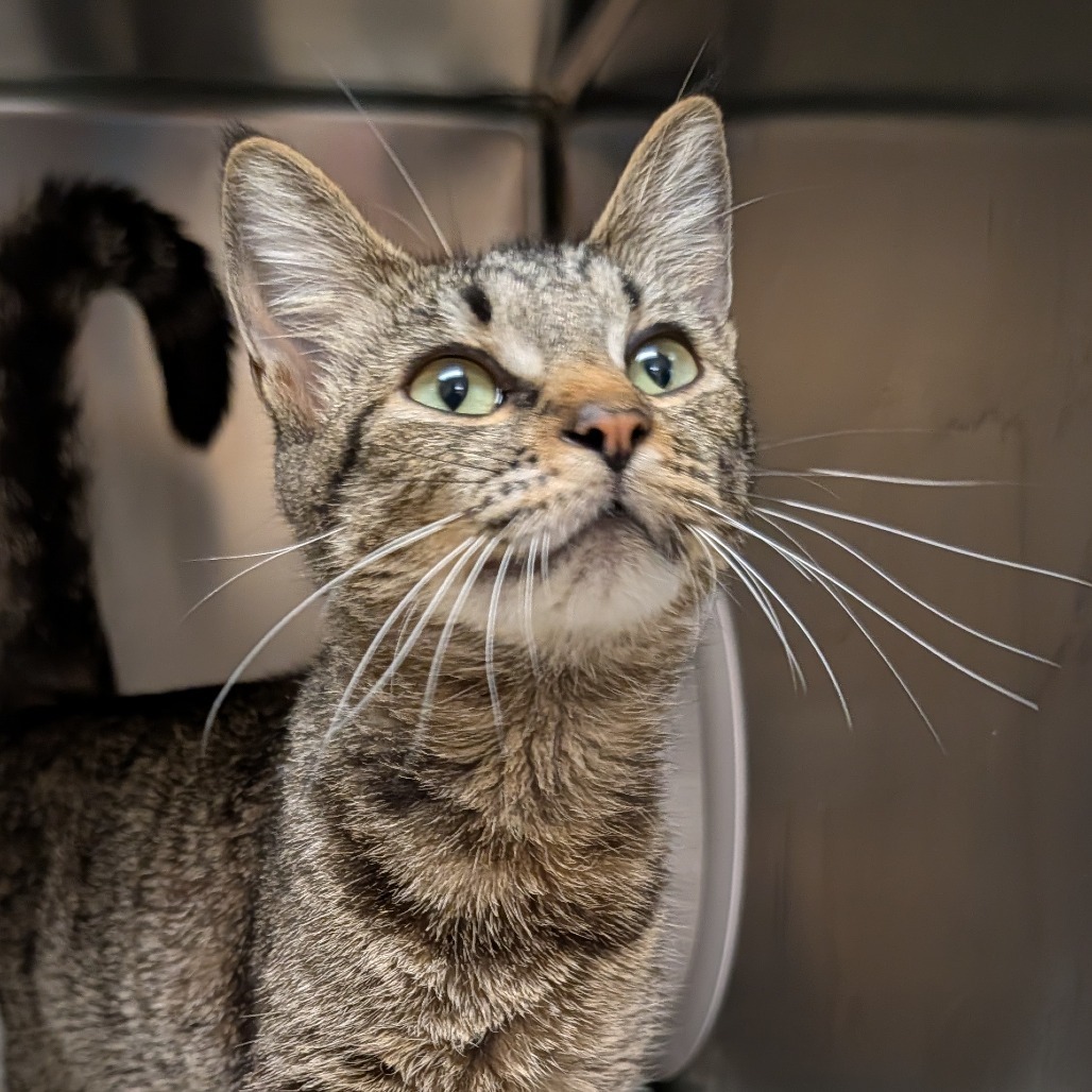 Taz, an adoptable Domestic Short Hair in Thomaston, ME, 04861 | Photo Image 4