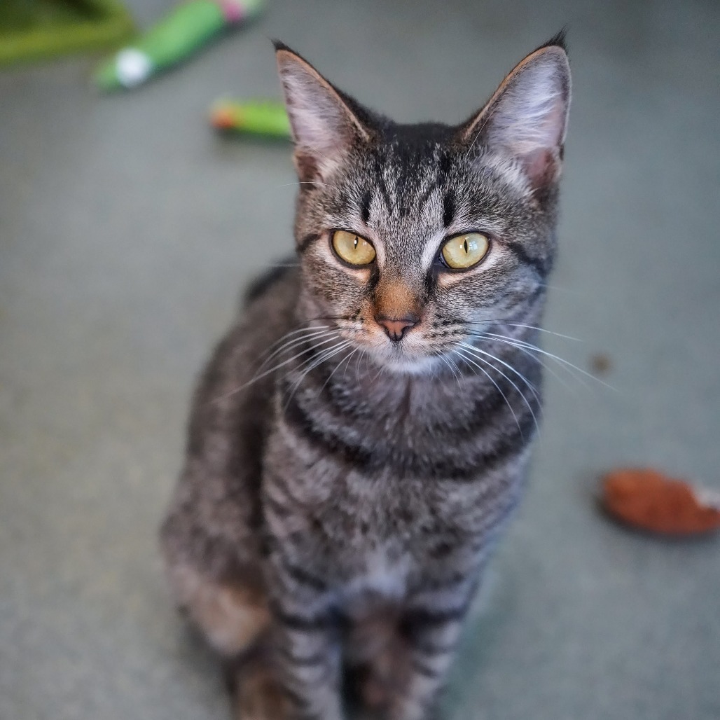 Taz, an adoptable Domestic Short Hair in Thomaston, ME, 04861 | Photo Image 5