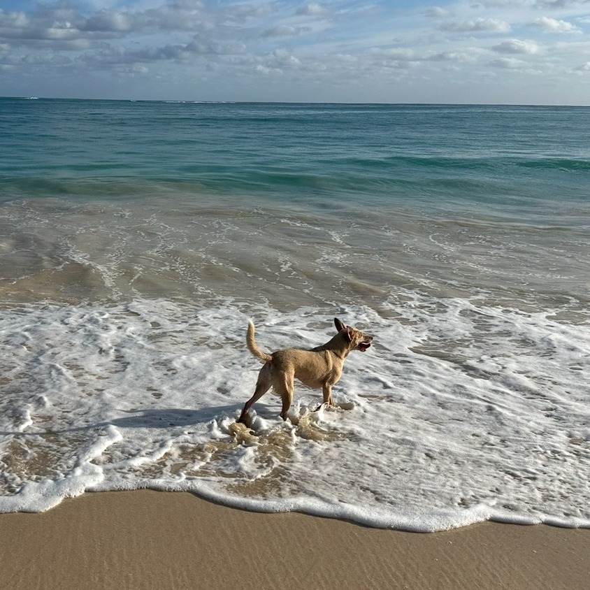 Kukui - Courtesy Posting