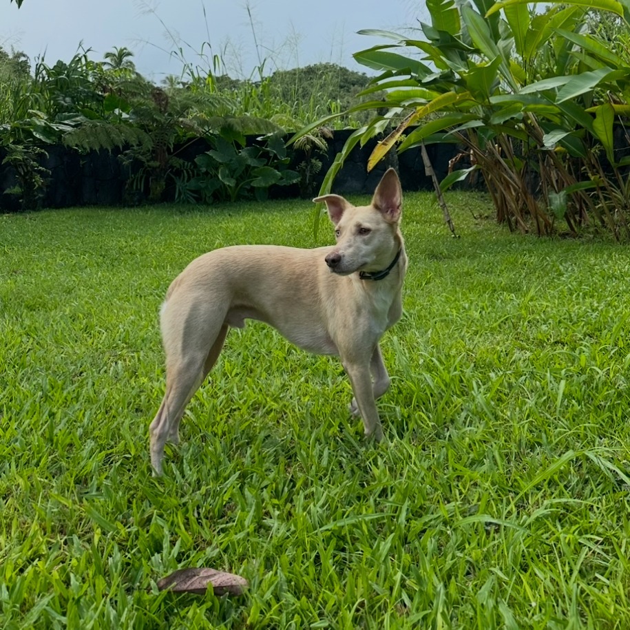 Kukui - Courtesy Posting