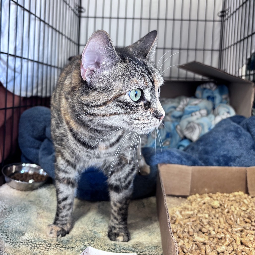 Reba, an adoptable Domestic Short Hair in Bismarck, ND, 58507 | Photo Image 1
