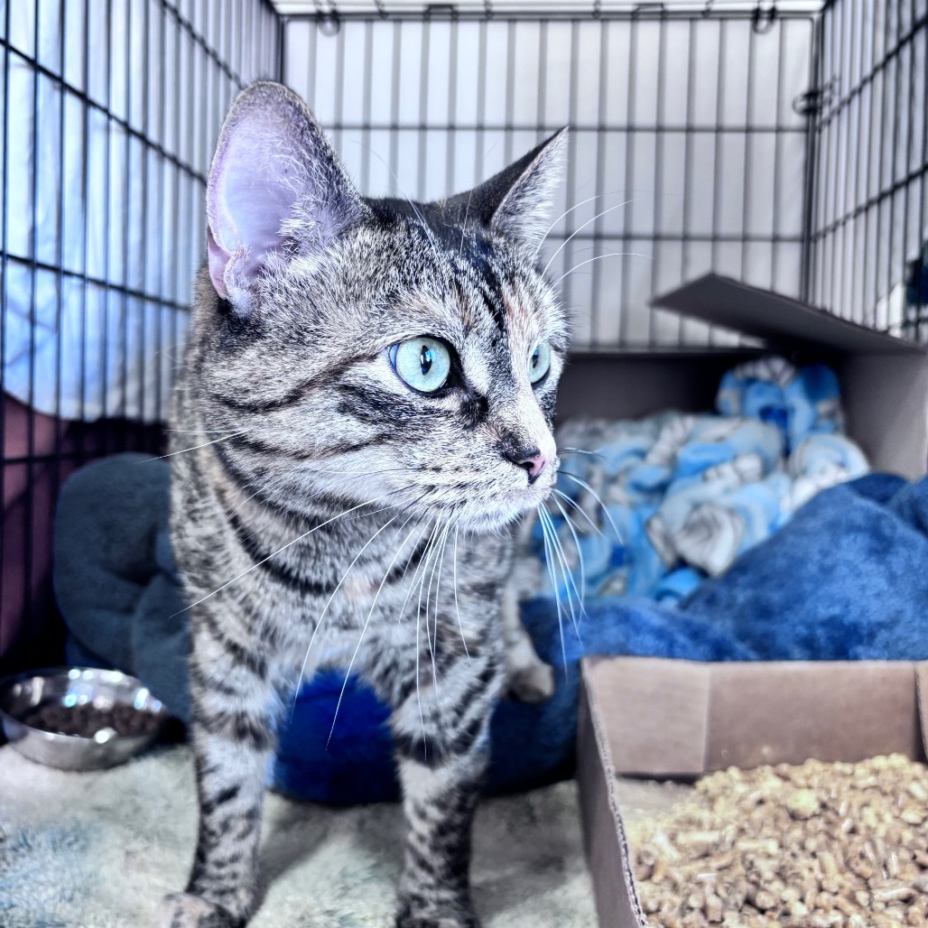 Reba, an adoptable Domestic Short Hair in Bismarck, ND, 58507 | Photo Image 2