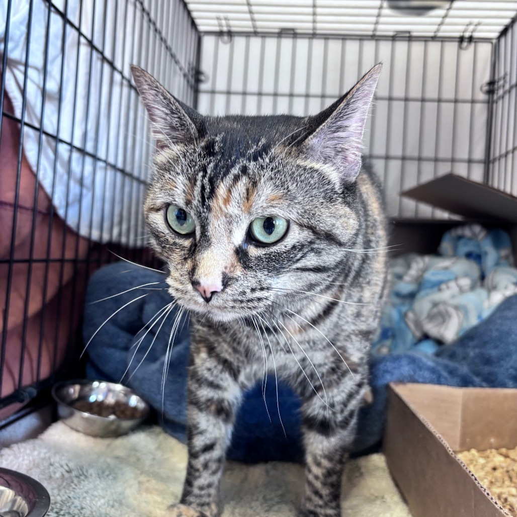 Reba, an adoptable Domestic Short Hair in Bismarck, ND, 58507 | Photo Image 3
