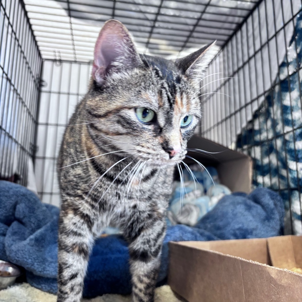 Reba, an adoptable Domestic Short Hair in Bismarck, ND, 58507 | Photo Image 4