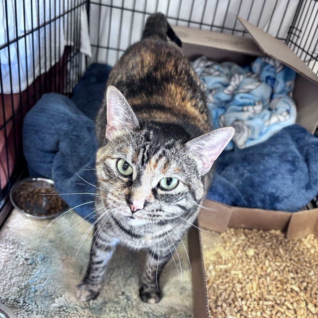 Reba, an adoptable Domestic Short Hair in Bismarck, ND, 58507 | Photo Image 5