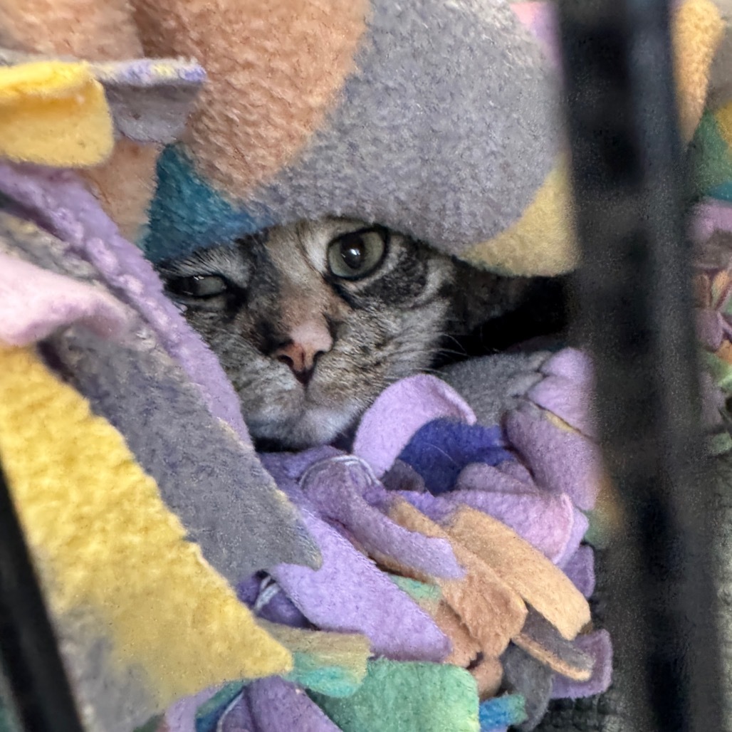 Reba, an adoptable Domestic Short Hair in Bismarck, ND, 58507 | Photo Image 6