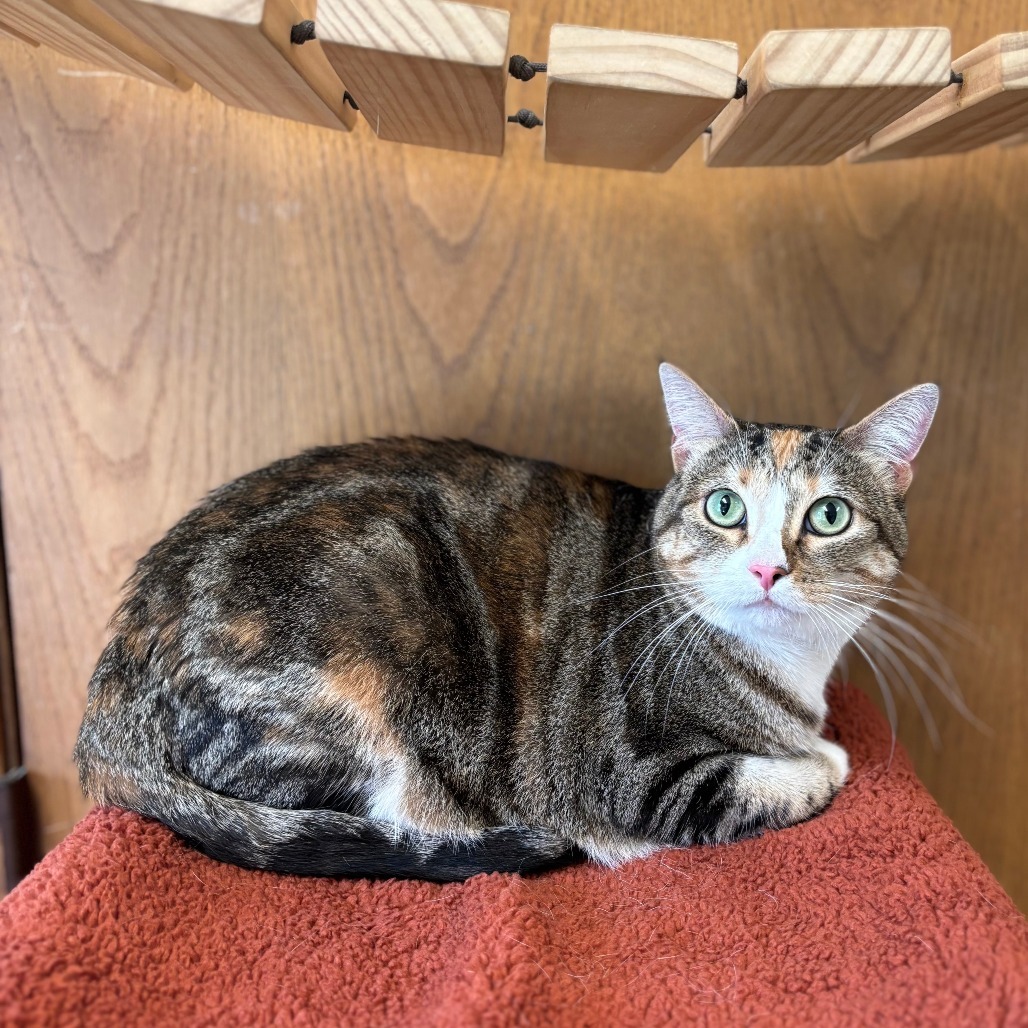 Willowdean***ADOPTION PENDING***
