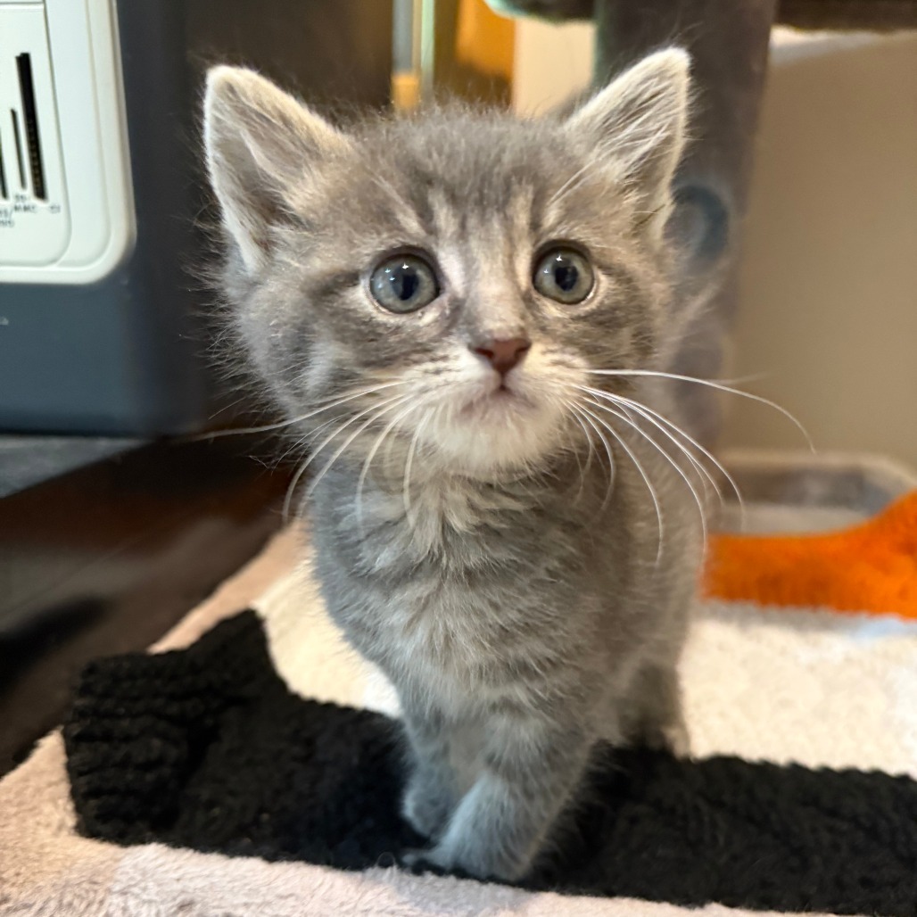 Maxwell Edison, an adoptable Domestic Short Hair in Hailey, ID, 83333 | Photo Image 2