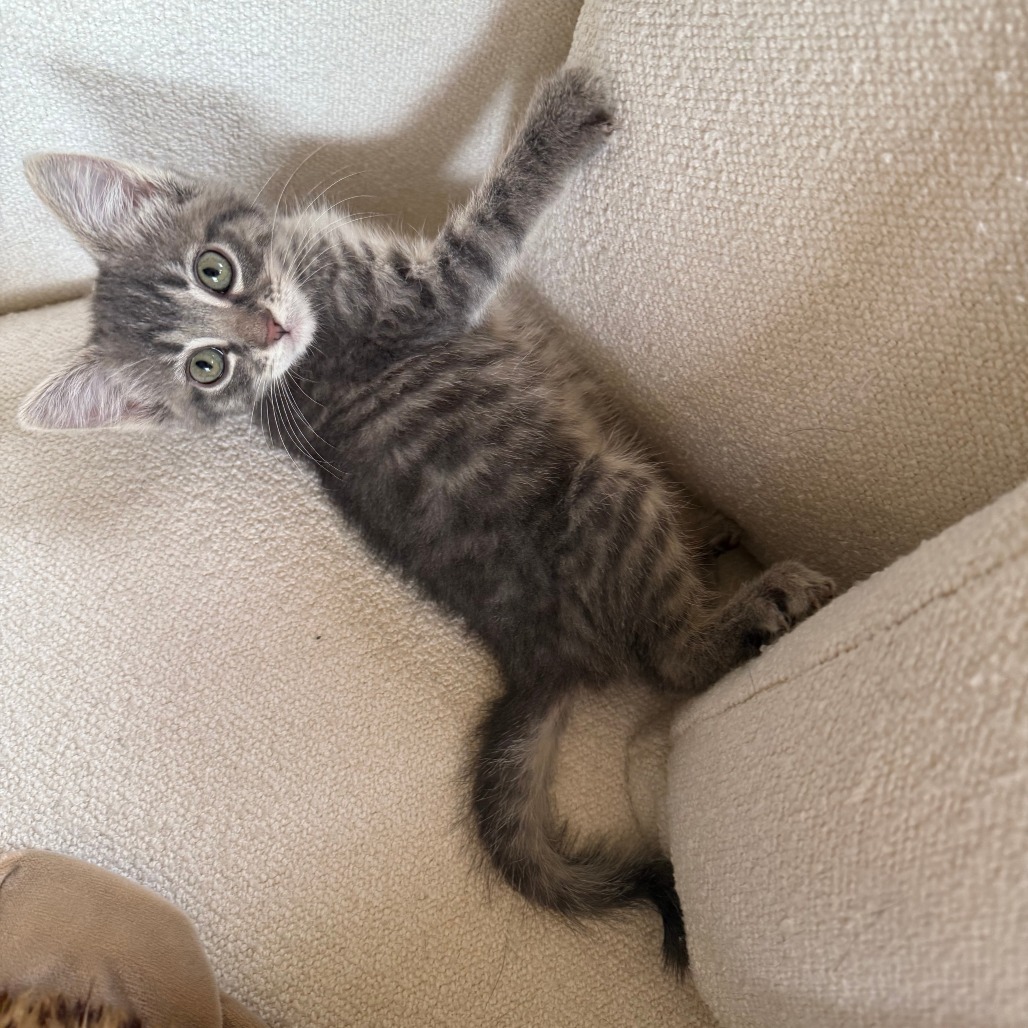 Maxwell Edison, an adoptable Domestic Short Hair in Hailey, ID, 83333 | Photo Image 3