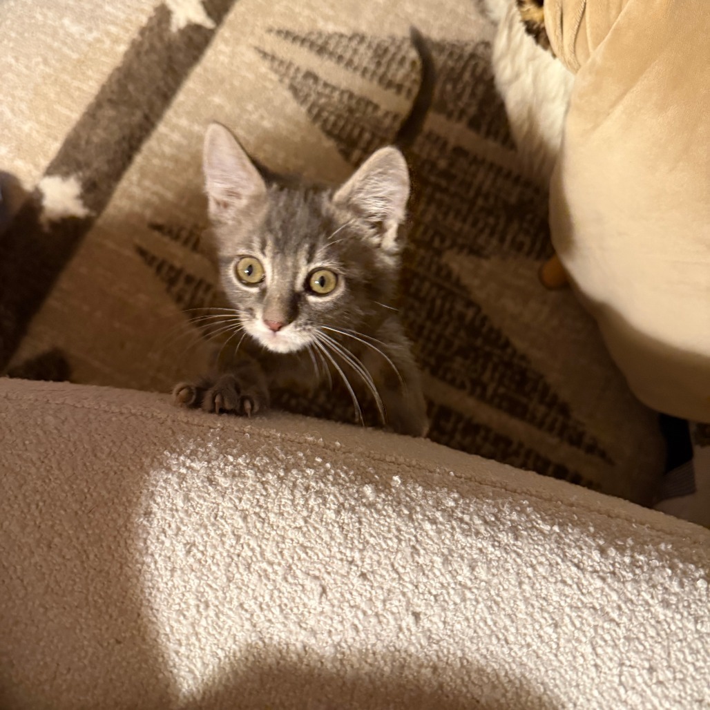 Maxwell Edison, an adoptable Domestic Short Hair in Hailey, ID, 83333 | Photo Image 4