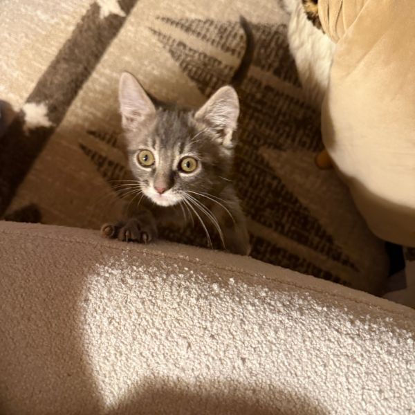 Maxwell Edison thumbnail 4