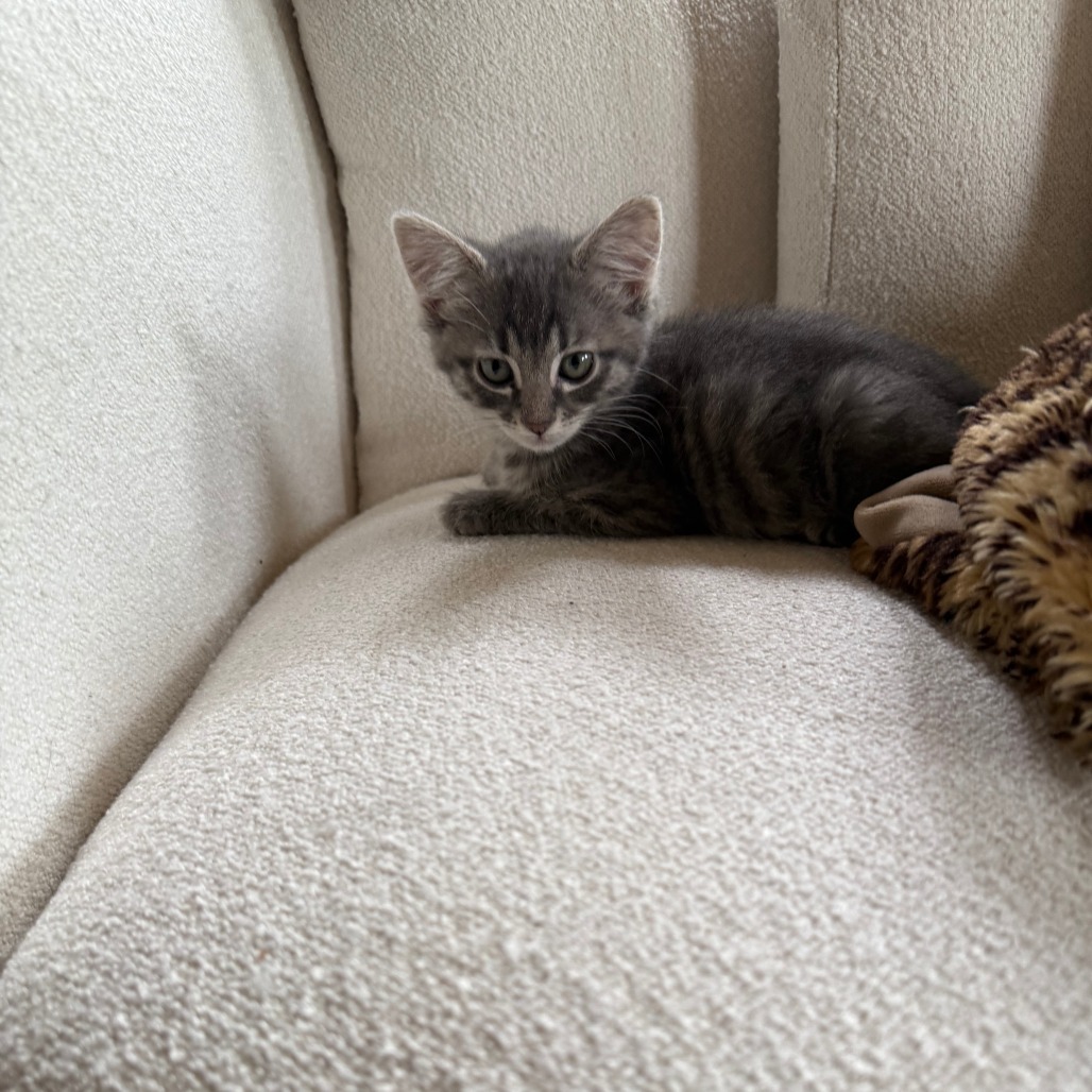 Maxwell Edison, an adoptable Domestic Short Hair in Hailey, ID, 83333 | Photo Image 5