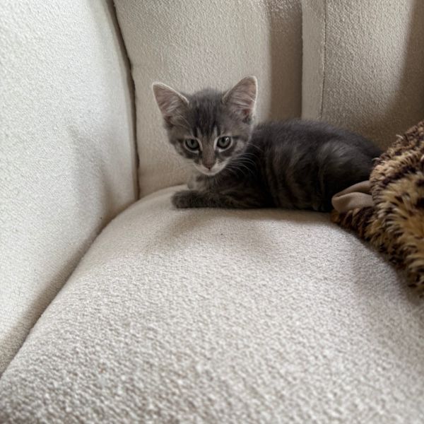 Maxwell Edison thumbnail 5