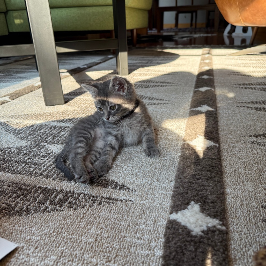 Maxwell Edison, an adoptable Domestic Short Hair in Hailey, ID, 83333 | Photo Image 6