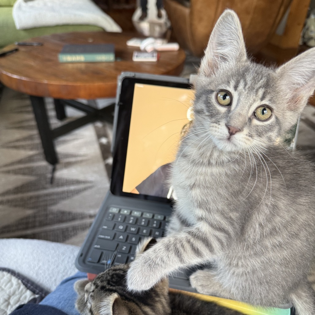 Walrus, an adoptable Domestic Short Hair in Hailey, ID, 83333 | Photo Image 1