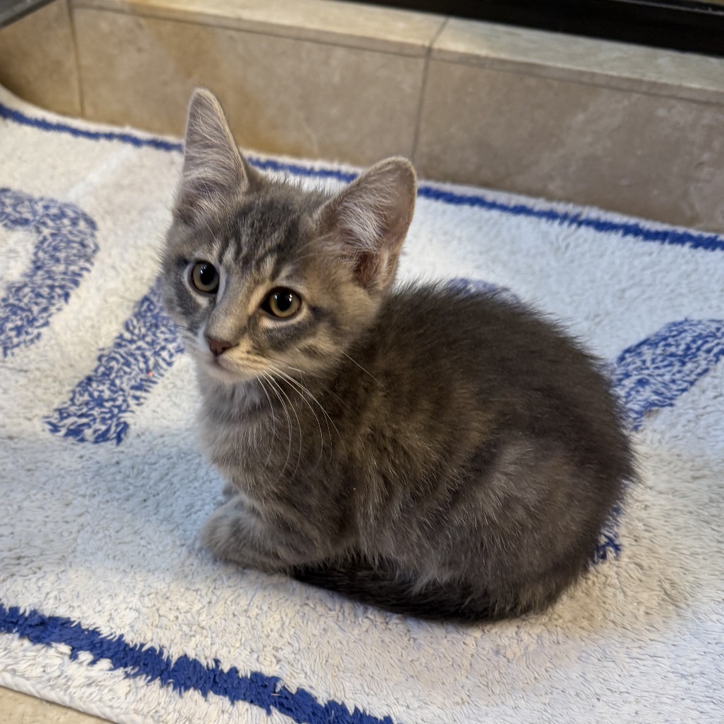 Walrus, an adoptable Domestic Short Hair in Hailey, ID, 83333 | Photo Image 4