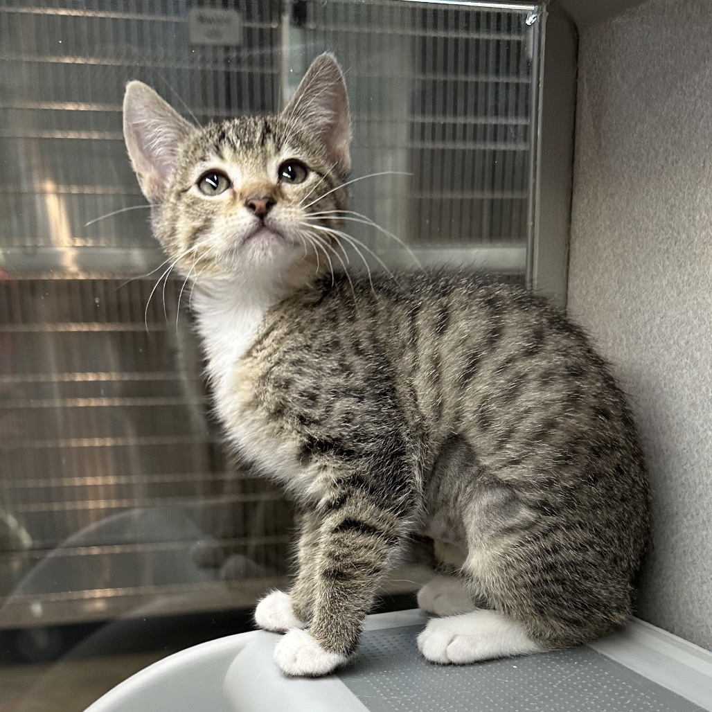 Wren, an adoptable Domestic Short Hair in Hailey, ID, 83333 | Photo Image 1