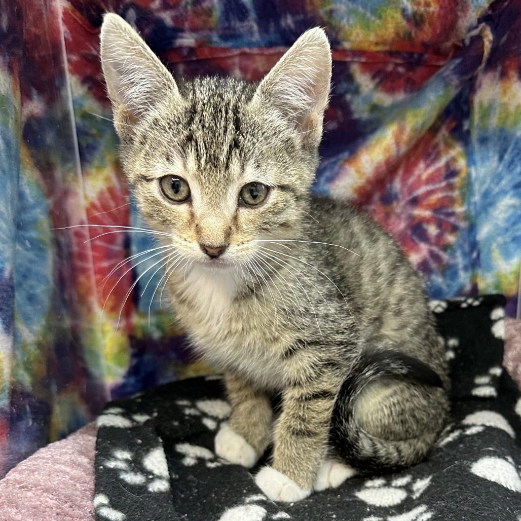 Wren, an adoptable Domestic Short Hair in Hailey, ID, 83333 | Photo Image 2