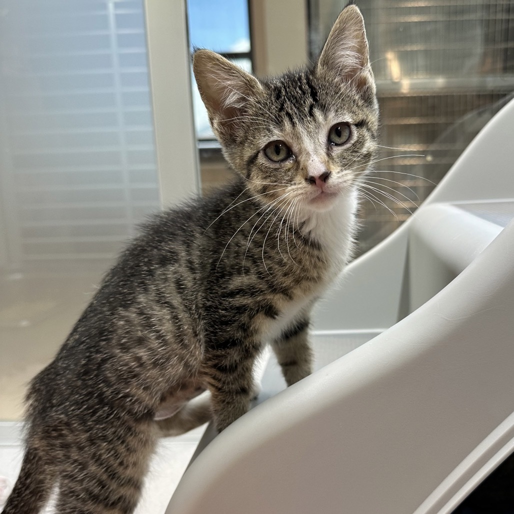 Pip, an adoptable Domestic Short Hair in Hailey, ID, 83333 | Photo Image 1