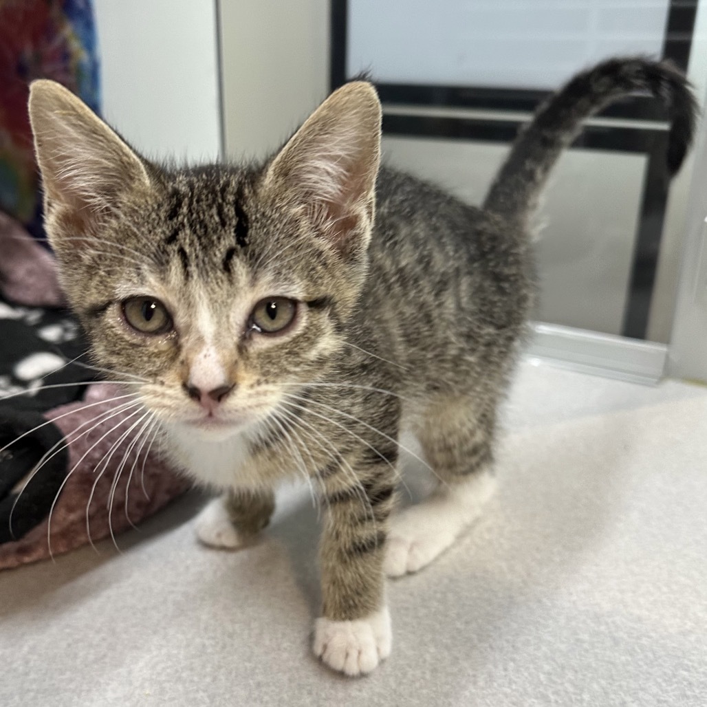Pip, an adoptable Domestic Short Hair in Hailey, ID, 83333 | Photo Image 2