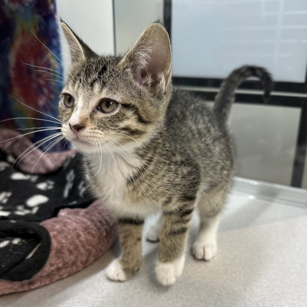 Pip, an adoptable Domestic Short Hair in Hailey, ID, 83333 | Photo Image 3