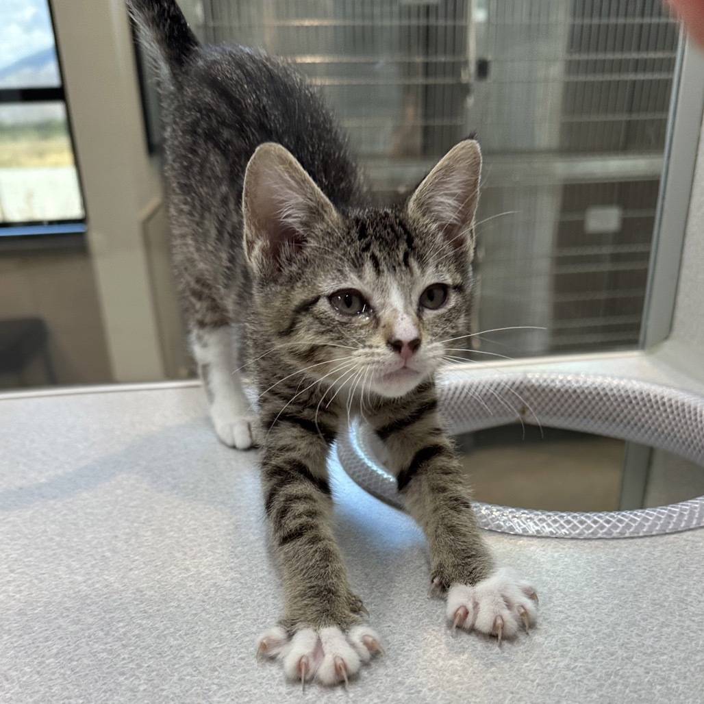 Pip, an adoptable Domestic Short Hair in Hailey, ID, 83333 | Photo Image 4