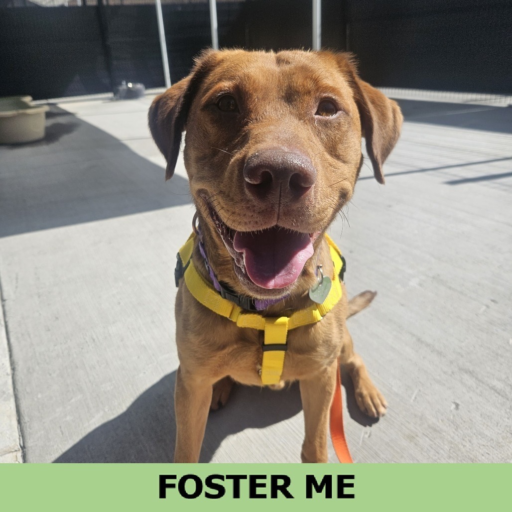 Rooney, an adoptable Mixed Breed in Hailey, ID, 83333 | Photo Image 1