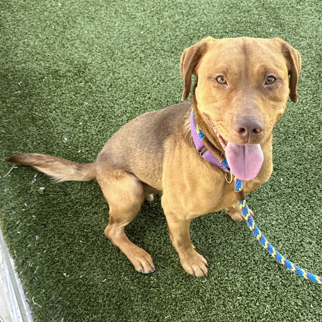 Rooney, an adoptable Mixed Breed in Hailey, ID, 83333 | Photo Image 2
