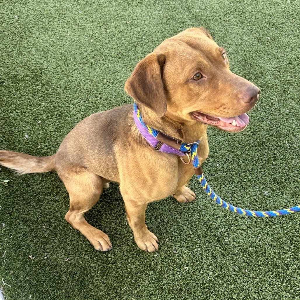 Rooney, an adoptable Mixed Breed in Hailey, ID, 83333 | Photo Image 3