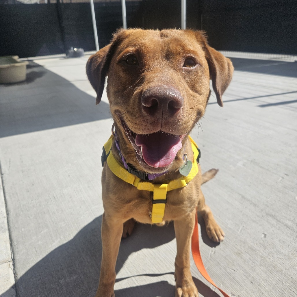 Rooney, an adoptable Mixed Breed in Hailey, ID, 83333 | Photo Image 4