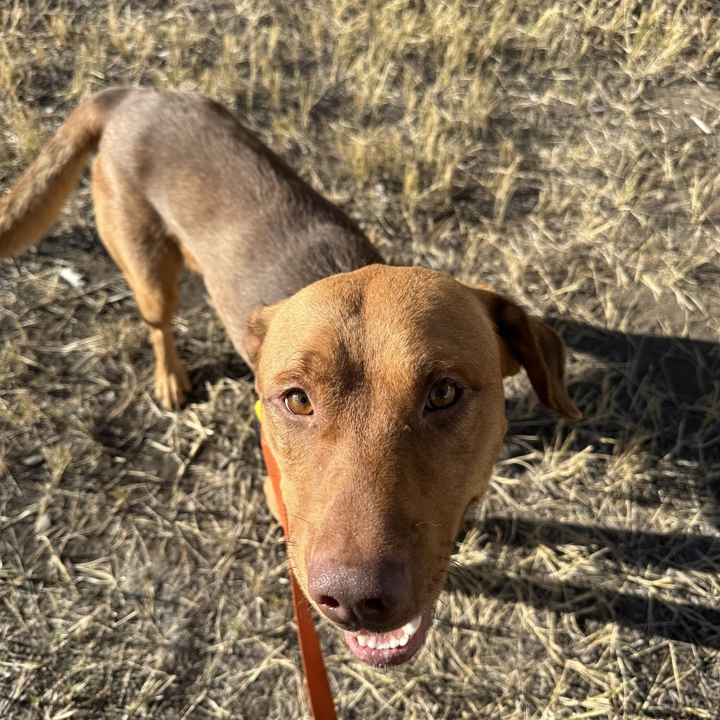 Rooney, an adoptable Mixed Breed in Hailey, ID, 83333 | Photo Image 5