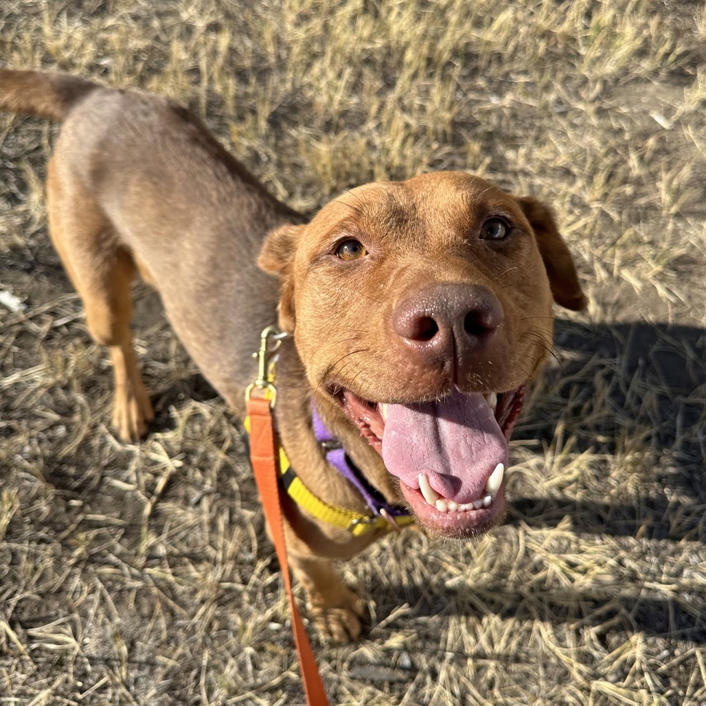 Rooney, an adoptable Mixed Breed in Hailey, ID, 83333 | Photo Image 6