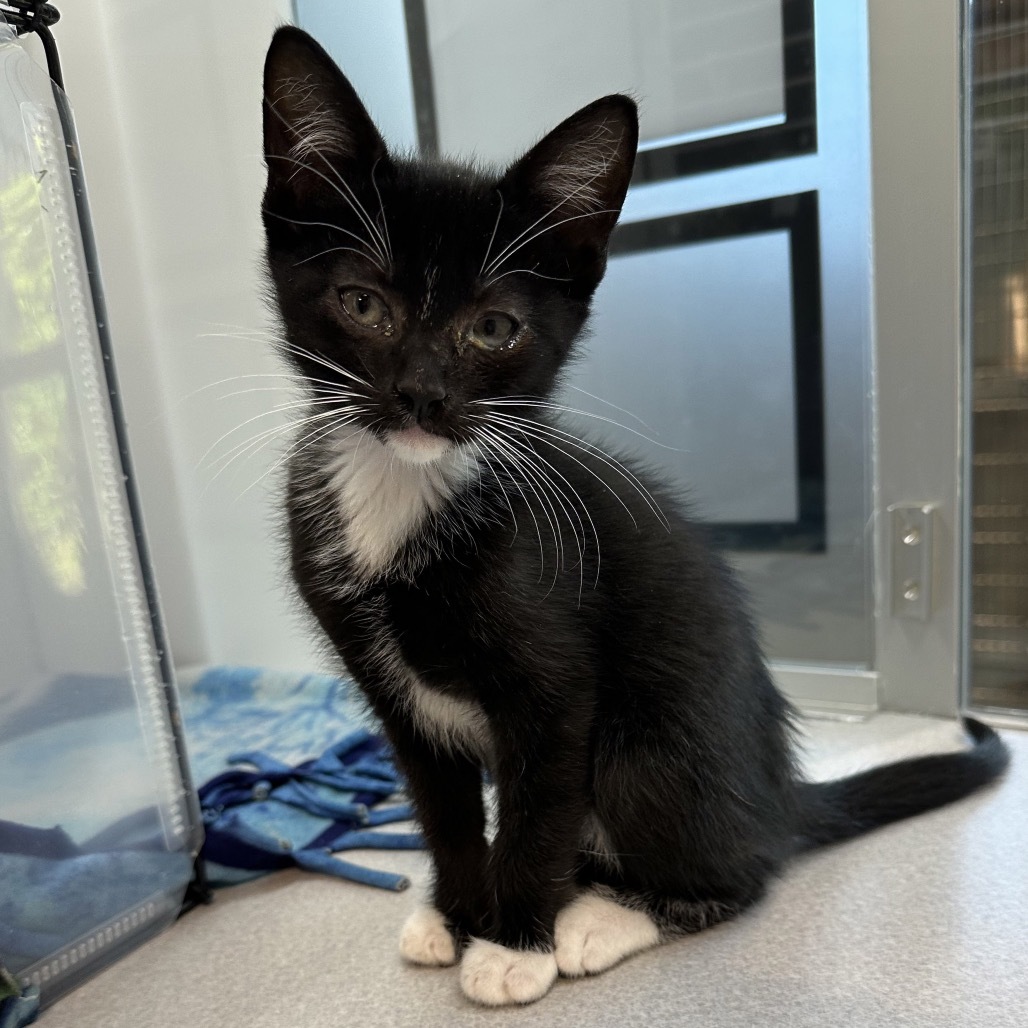 Echo, an adoptable Domestic Short Hair in Hailey, ID, 83333 | Photo Image 1