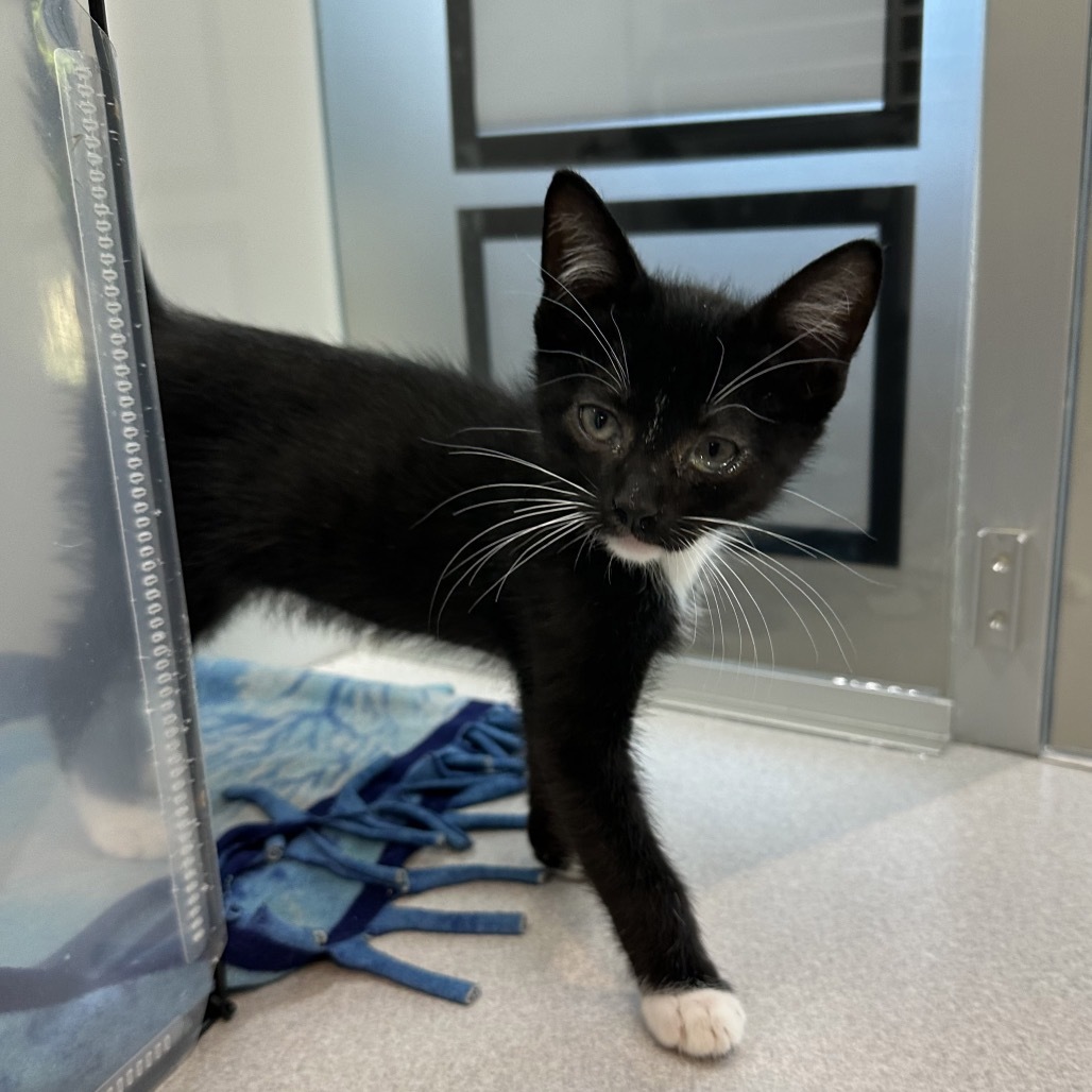 Echo, an adoptable Domestic Short Hair in Hailey, ID, 83333 | Photo Image 2