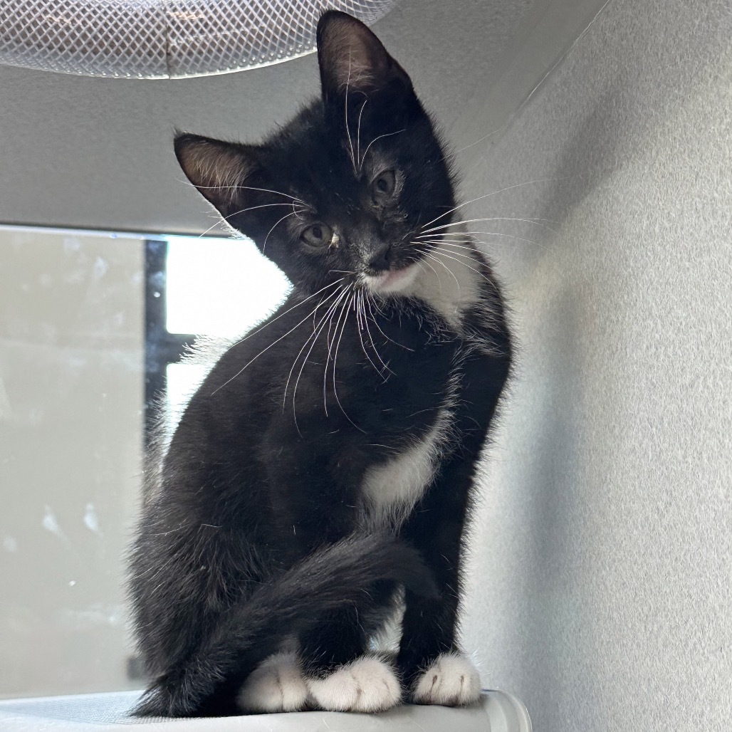 Scout, an adoptable Domestic Short Hair in Hailey, ID, 83333 | Photo Image 1