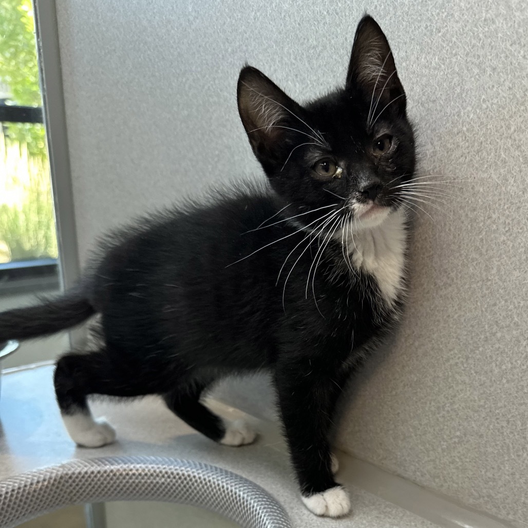 Scout, an adoptable Domestic Short Hair in Hailey, ID, 83333 | Photo Image 2