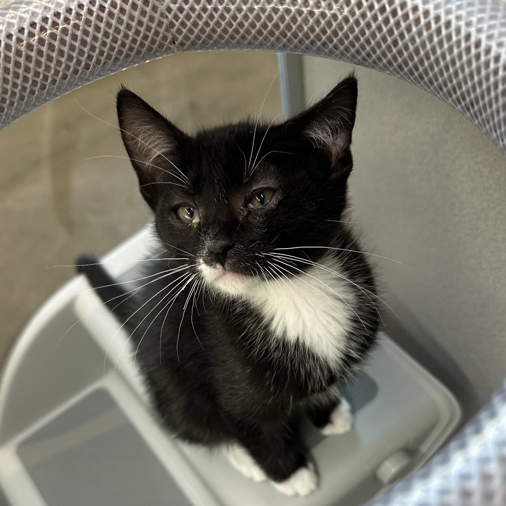 Scout, an adoptable Domestic Short Hair in Hailey, ID, 83333 | Photo Image 3