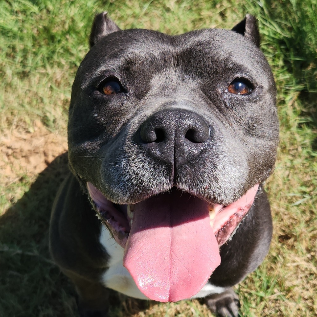 Karamania, an adoptable Pit Bull Terrier in Bend, OR, 97702 | Photo Image 1