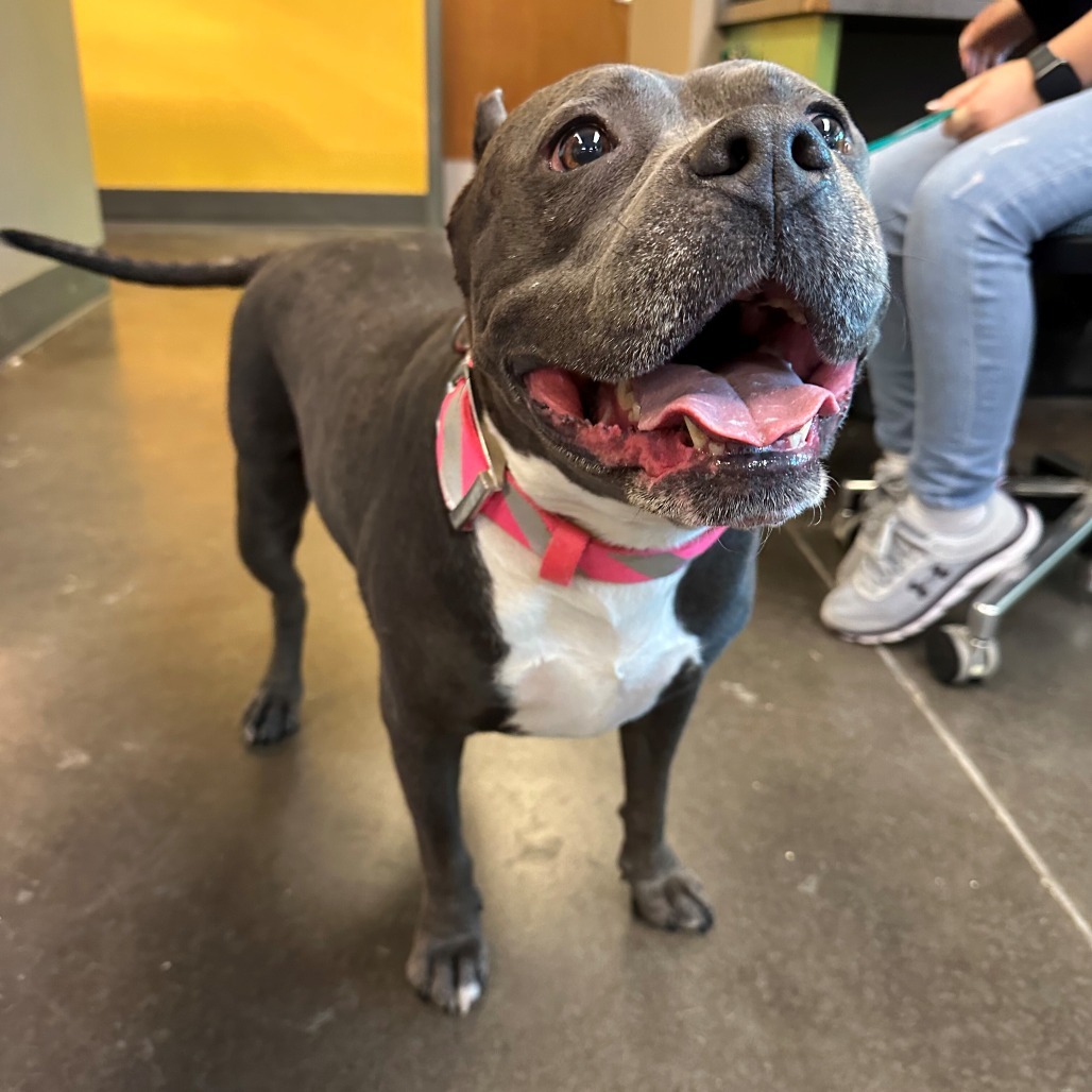 Karamania, an adoptable Pit Bull Terrier in Bend, OR, 97702 | Photo Image 2