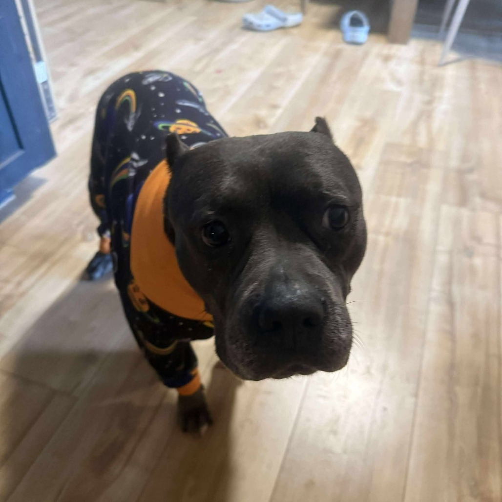 Karamania, an adoptable Pit Bull Terrier in Bend, OR, 97702 | Photo Image 3