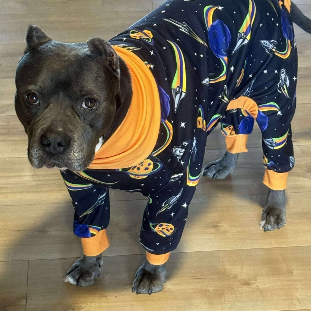 Karamania, an adoptable Pit Bull Terrier in Bend, OR, 97702 | Photo Image 4
