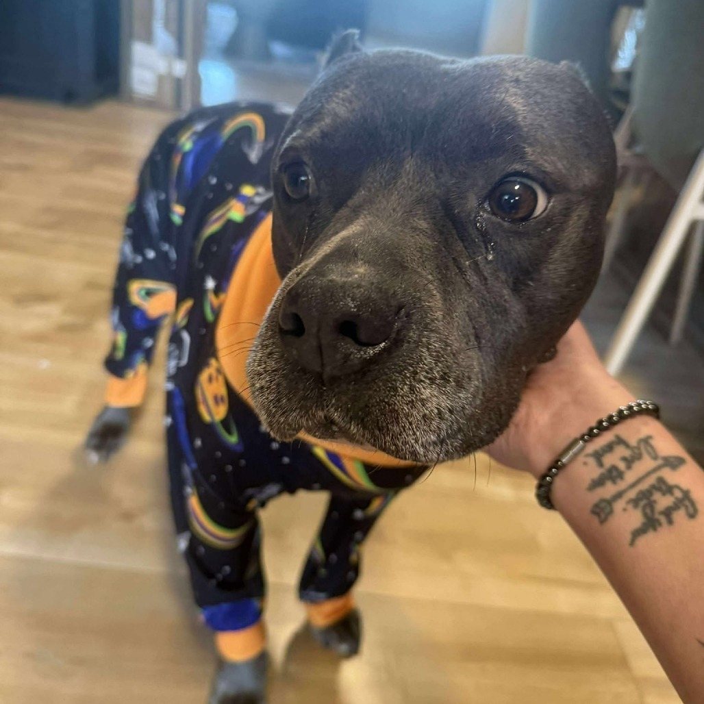 Karamania, an adoptable Pit Bull Terrier in Bend, OR, 97702 | Photo Image 6