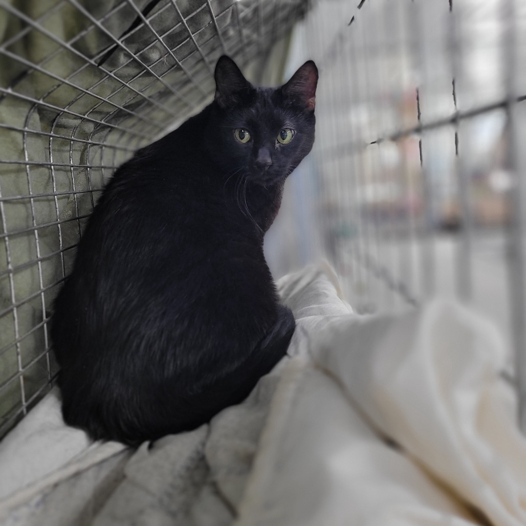 Paloma (Vestal PetSmart)