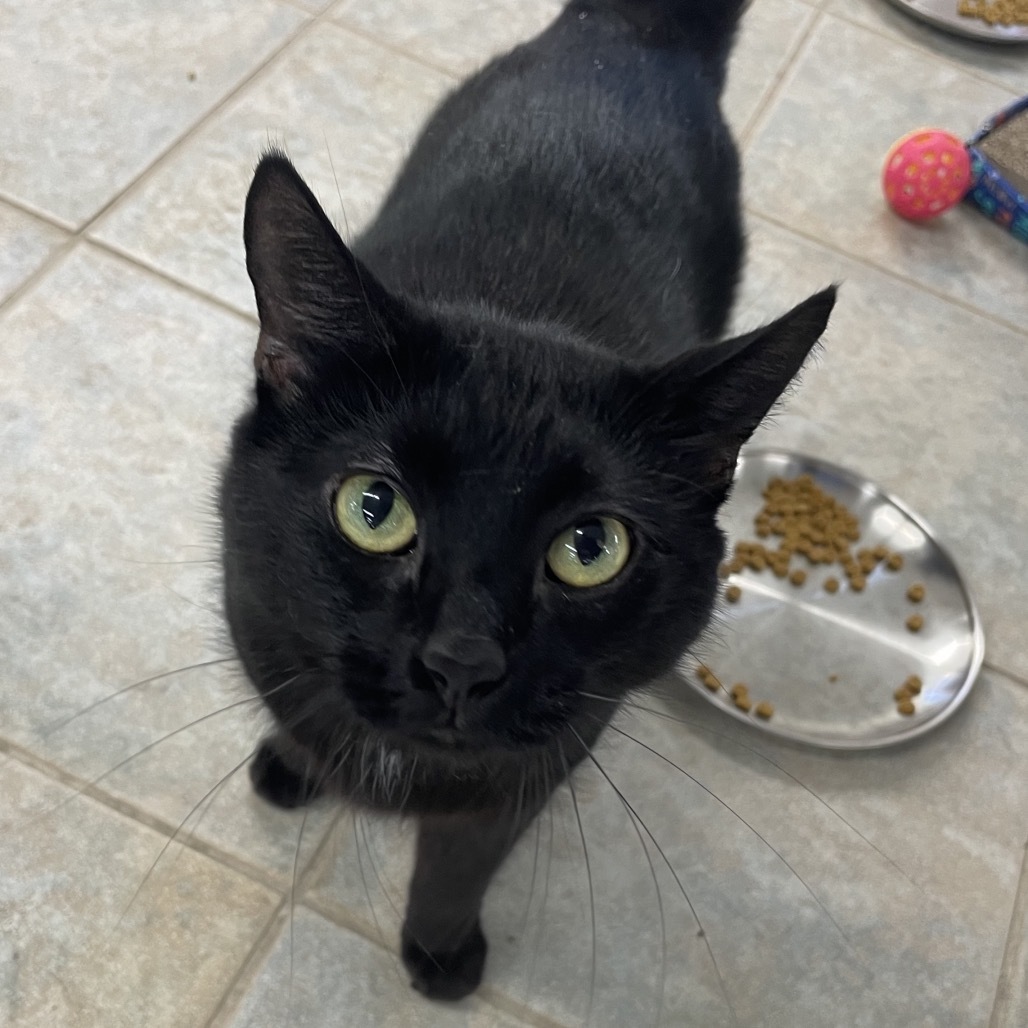 Paloma (Vestal PetSmart)