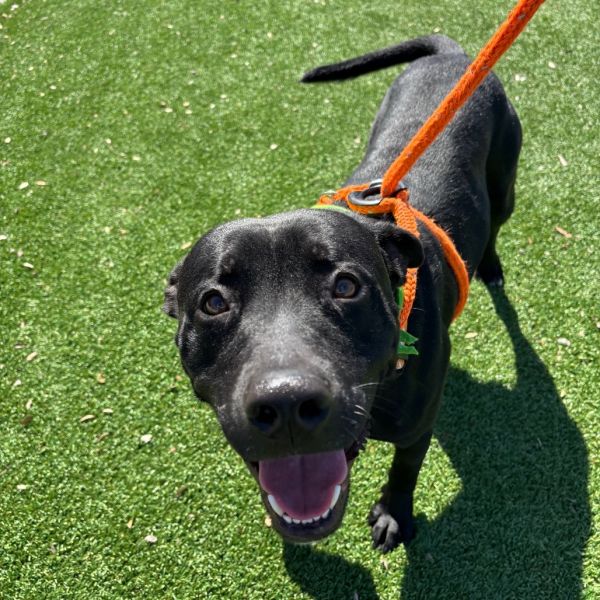 Charcoal thumbnail 3