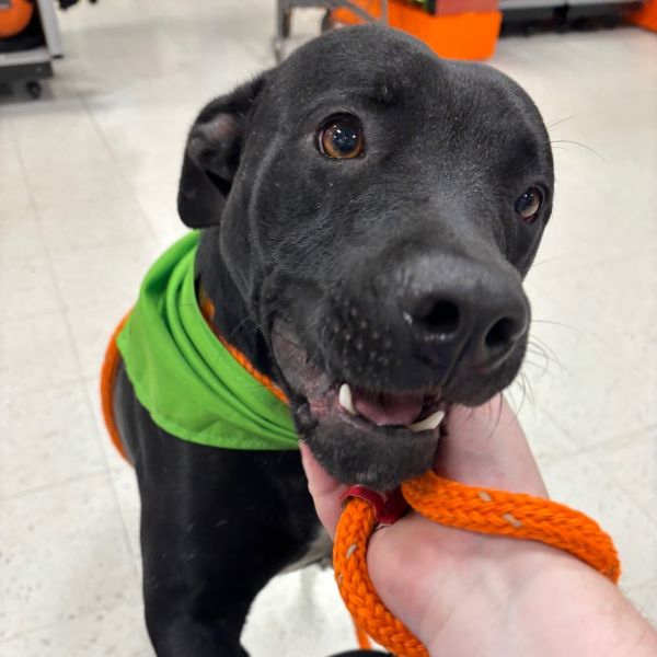 Charcoal thumbnail 4