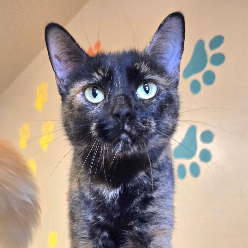 Tangie, an adoptable Domestic Short Hair in Wickenburg, AZ, 85390 | Photo Image 1