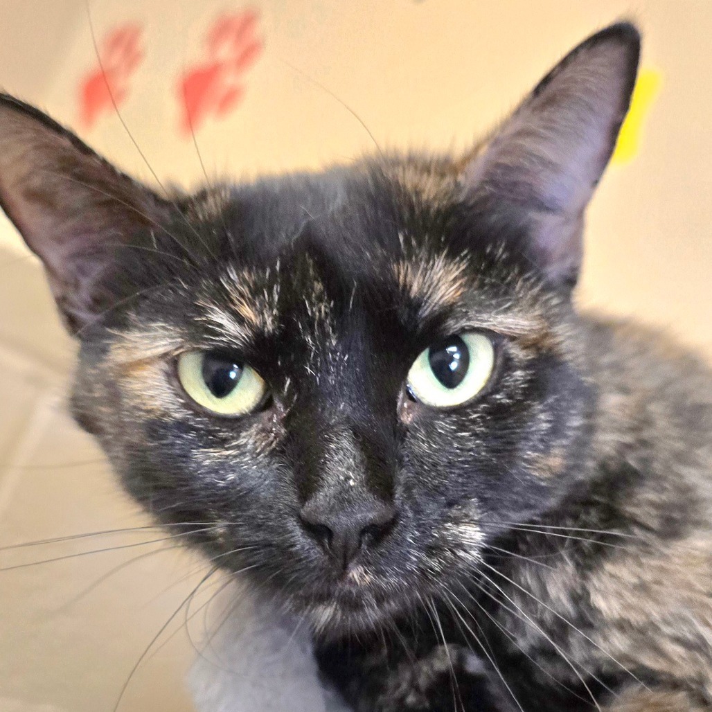 Tangie, an adoptable Domestic Short Hair in Wickenburg, AZ, 85390 | Photo Image 5